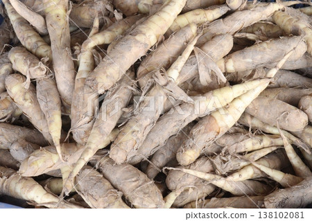 Maranta arundinacea also called arrowroot stock on shop Maranta arundinacea also called arrowroot stock on shop 138102081