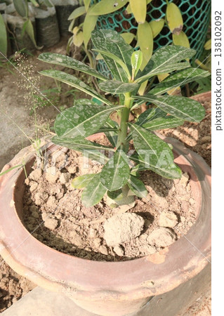 red colored Adenium flower plant on nursery red colored Adenium flower plant on nursery 138102092