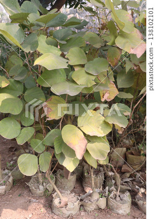 Butea monosperma flower plant on nursery Butea monosperma flower plant on nursery 138102101