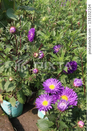 callistephus chinensis flower plant on bag 138102104