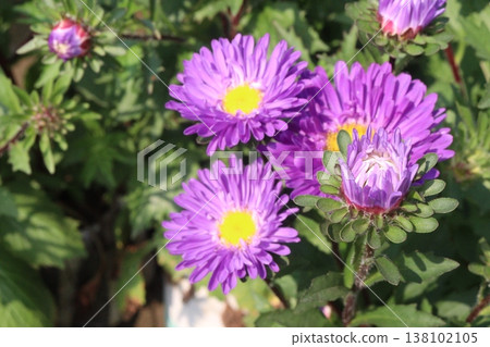 callistephus chinensis flower plant on bag callistephus chinensis flower plant on bag 138102105
