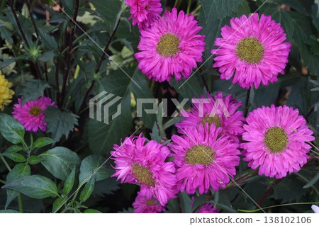 callistephus chinensis flower plant on bag 138102106