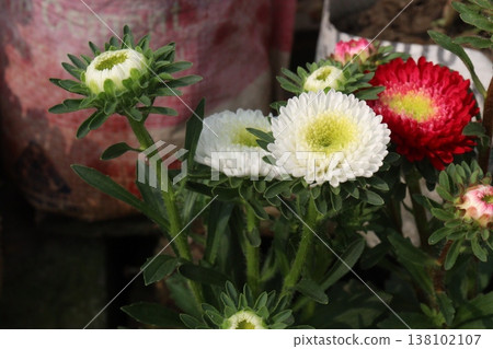callistephus chinensis flower plant on bag callistephus chinensis flower plant on bag 138102107