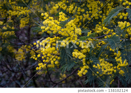 Husbandan黃色花 138102124