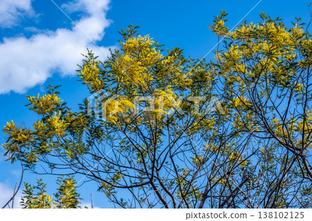 Husbandan yellow flower 138102125
