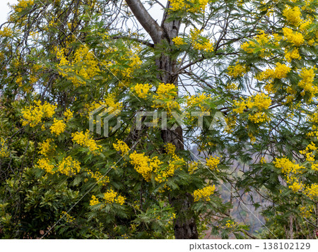 Husbandan yellow flower 138102129