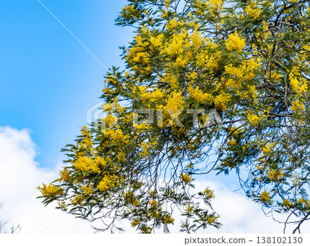 Husbandan yellow flower Husbandan yellow flower 138102130