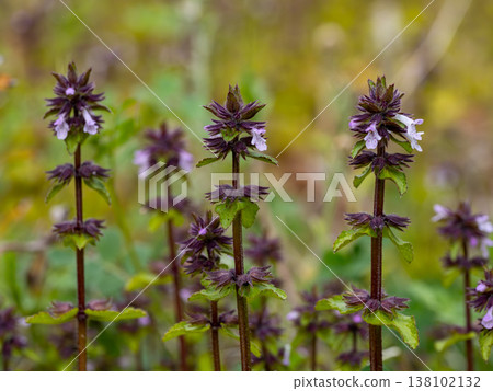 歸化植物*中國洋薊* 歸化植物*中國洋薊* 138102132