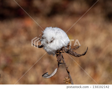 Winter mugwort stem cotton gall Winter mugwort stem cotton gall 138102142