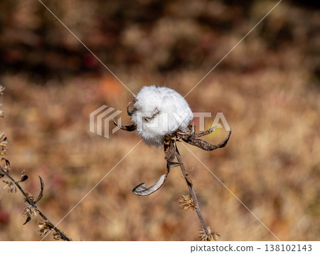 冬艾莖棉癭 138102143