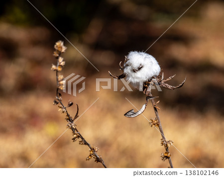 Winter mugwort stem cotton gall 138102146