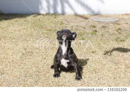 法國鬥牛犬 138102200