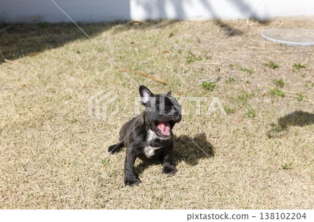 French bulldog French bulldog 138102204