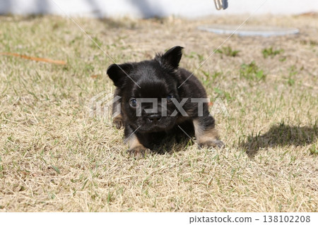 法國鬥牛犬 法國鬥牛犬 138102208