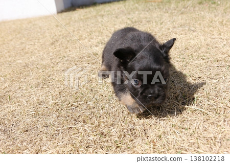 法國鬥牛犬 法國鬥牛犬 138102218