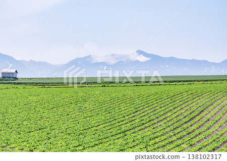 Summer in Hokkaido: Vast farmlands and small huts (Image of Hokkaido) Summer in Hokkaido: Vast farmlands and small huts (Image of Hokkaido) 138102317