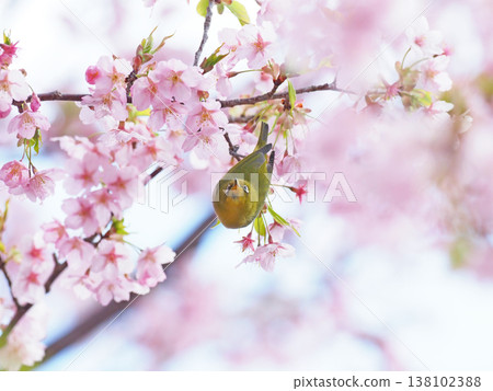 Sakura and mezzo 138102388