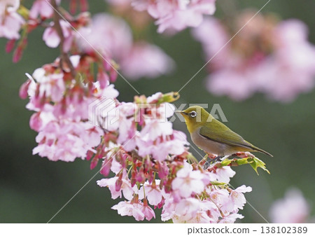 Sakura and mezzo 138102389
