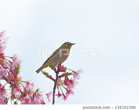 Sakura and mezzo 138102390