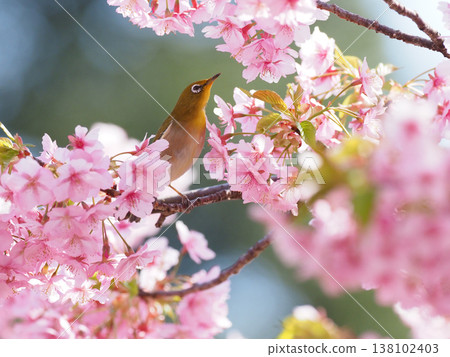 Sakura and mezzo 138102403