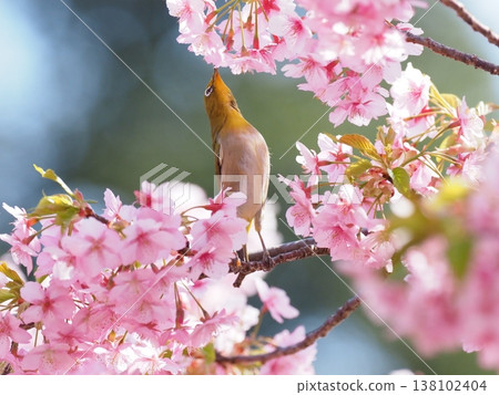 Sakura and mezzo 138102404