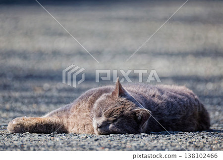 A mixed-breed gray cat napping on a country road. A mixed-breed gray cat napping on a country road. 138102466
