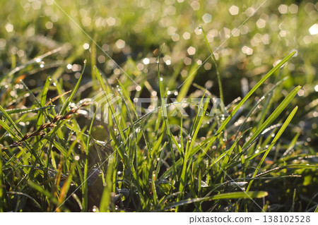 Golden Morning Light On Dew-Tipped Lawn Grass Golden Morning Light On Dew-Tipped Lawn Grass 138102528