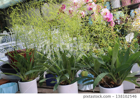 Dancing-lady Orchid flower plant on pot in farm Dancing-lady Orchid flower plant on pot in farm 138102546