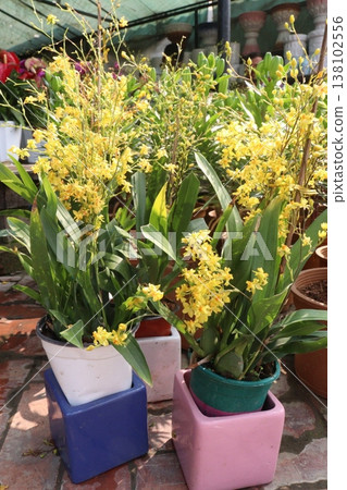 Dancing-lady Orchid flower plant on pot in farm Dancing-lady Orchid flower plant on pot in farm 138102556
