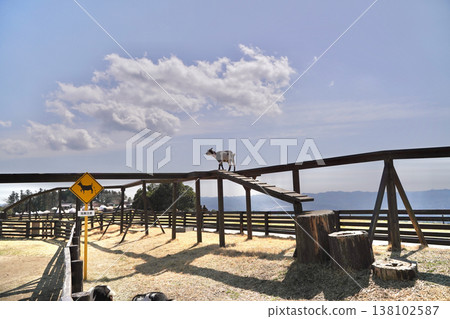 Baby goats in a pasture under a blue sky 138102587