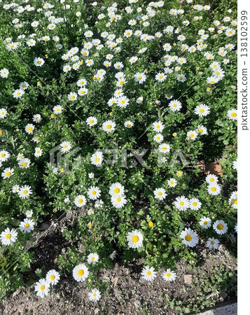 A landscape of white flowers in bloom - a flowerbed 138102599