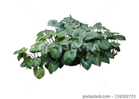 Green leaves of Homalomena plant (Homalomena Rubescens) Green leaves of Homalomena plant (Homalomena Rubescens) 138102733