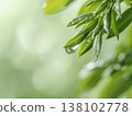 A backdrop of fresh greenery with sparkling water droplets. 138102778