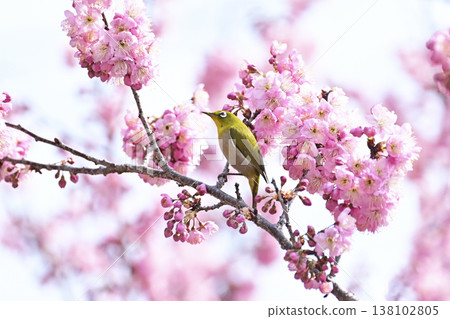 椿冷櫻花和白眼 138102805