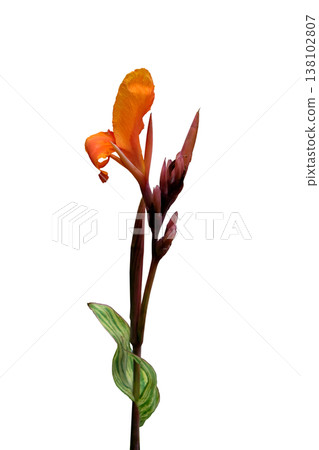 Canna indica or kolaboti flower Canna indica or kolaboti flower 138102807