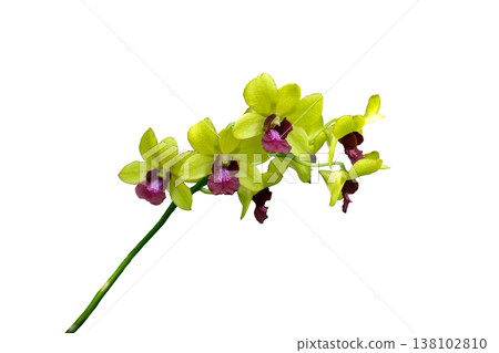 Dendrobium Golden Bells Orchid (yellow) Plant Dendrobium Golden Bells Orchid (yellow) Plant 138102810