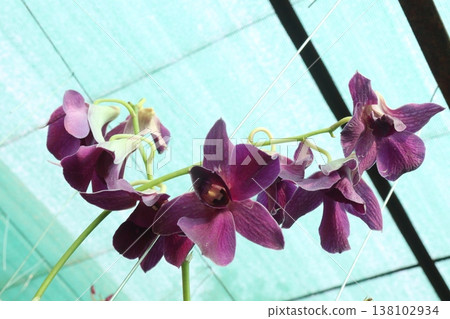 Dendrobium kingianum, pink rock orchid flower plant Dendrobium kingianum, pink rock orchid flower plant 138102934