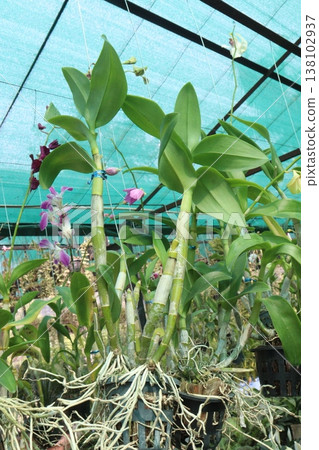Dendrobium kingianum, pink rock orchid flower plant Dendrobium kingianum, pink rock orchid flower plant 138102937