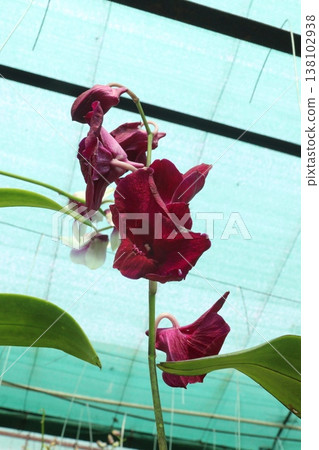 Dendrobium kingianum, pink rock orchid flower plant Dendrobium kingianum, pink rock orchid flower plant 138102938