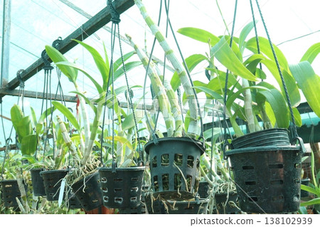 Dendrobium kingianum, pink rock orchid flower plant Dendrobium kingianum, pink rock orchid flower plant 138102939