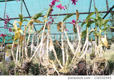 Dendrobium kingianum, pink rock orchid flower plant Dendrobium kingianum, pink rock orchid flower plant 138102943