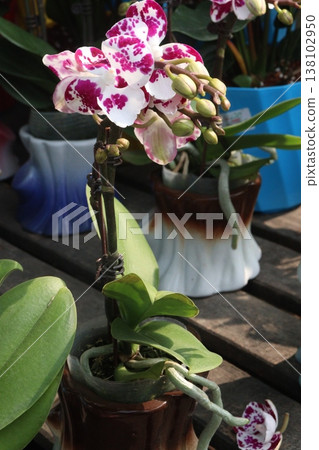 Dendrobium kingianum, pink rock orchid flower plant Dendrobium kingianum, pink rock orchid flower plant 138102950