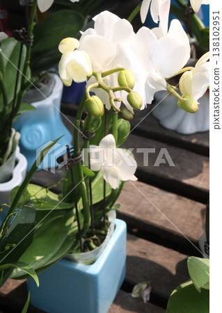 Dendrobium kingianum, pink rock orchid flower plant Dendrobium kingianum, pink rock orchid flower plant 138102951
