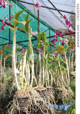 Dendrobium kingianum, pink rock orchid flower plant Dendrobium kingianum, pink rock orchid flower plant 138102959