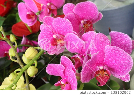 Dendrobium kingianum, pink rock orchid flower plant 138102962