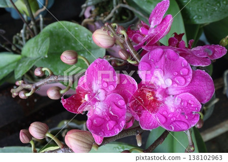 Dendrobium kingianum, pink rock orchid flower plant Dendrobium kingianum, pink rock orchid flower plant 138102963
