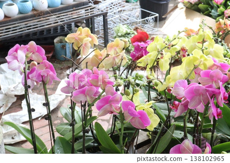 Dendrobium kingianum, pink rock orchid flower plant Dendrobium kingianum, pink rock orchid flower plant 138102965