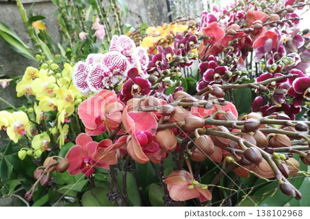 Dendrobium kingianum, pink rock orchid flower plant 138102968