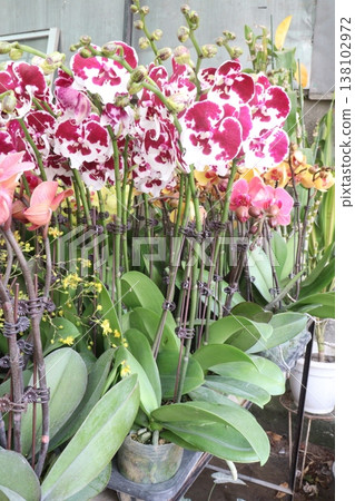 Dendrobium kingianum, pink rock orchid flower plant Dendrobium kingianum, pink rock orchid flower plant 138102972