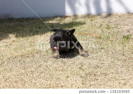 French bulldog French bulldog 138103085